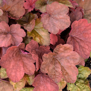 Carnival Cinnamon Stick Coral Bells foliage