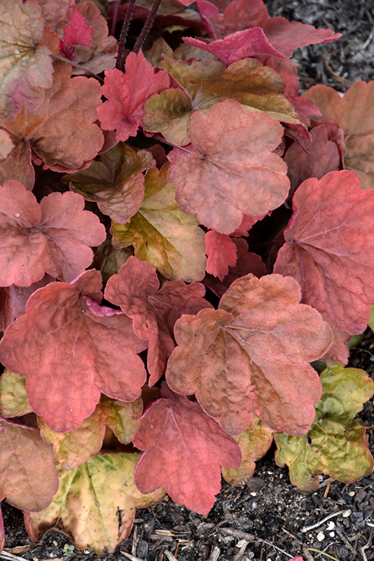 Carnival Cinnamon Stick Coral Bells foliage