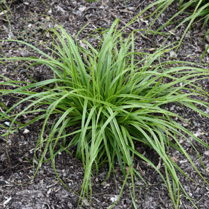 EverColor® Everlime Japanese Sedge