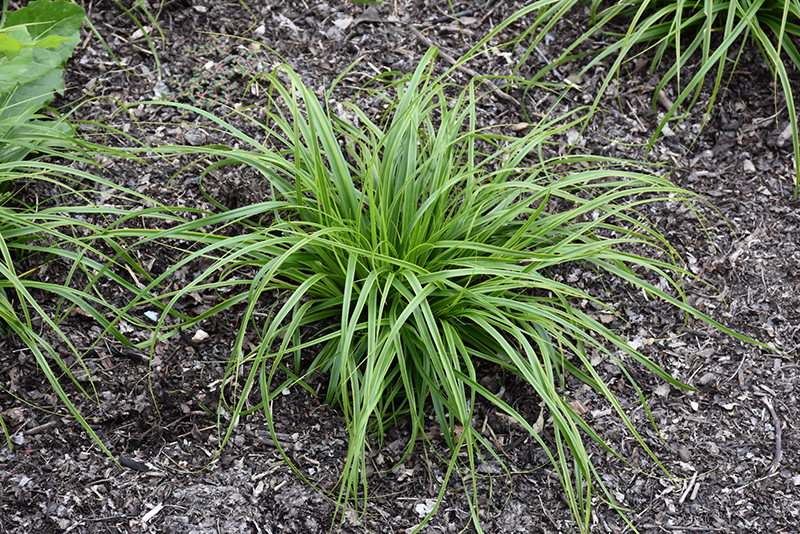 EverColor® Everlime Japanese Sedge