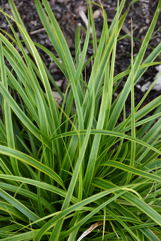 EverColor® Everlime Japanese Sedge foliage