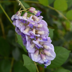Kentucky Wisteria flowers