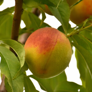Coralstar&reg; Peach fruit