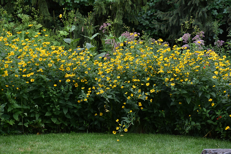 False Sunflower in bloom