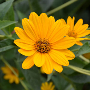 False Sunflower flowers