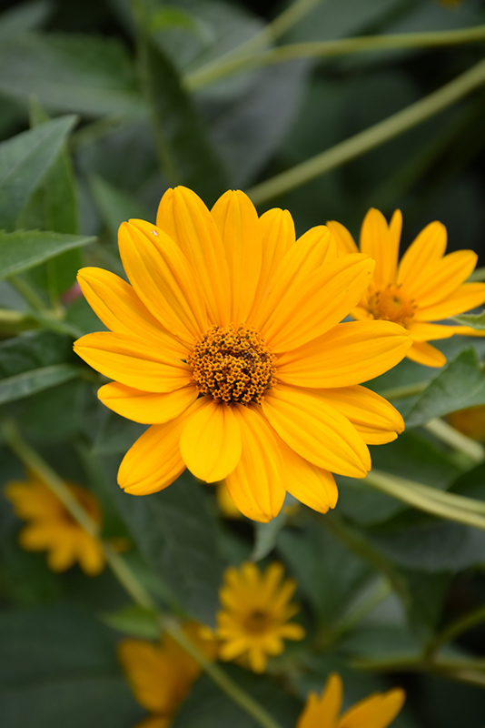 False Sunflower flowers