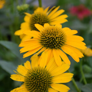 Kismet&reg; Yellow Coneflower flowers