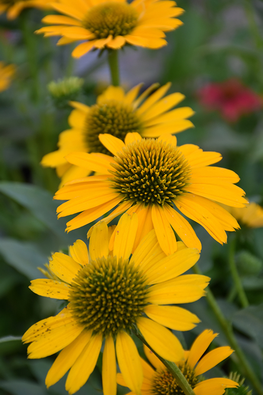 Kismet® Yellow Coneflower flowers