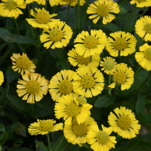Mariachi&trade; Sombrero Sneezeweed flowers