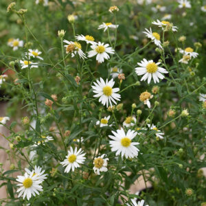 Daisy Mae Japanese Aster flowers