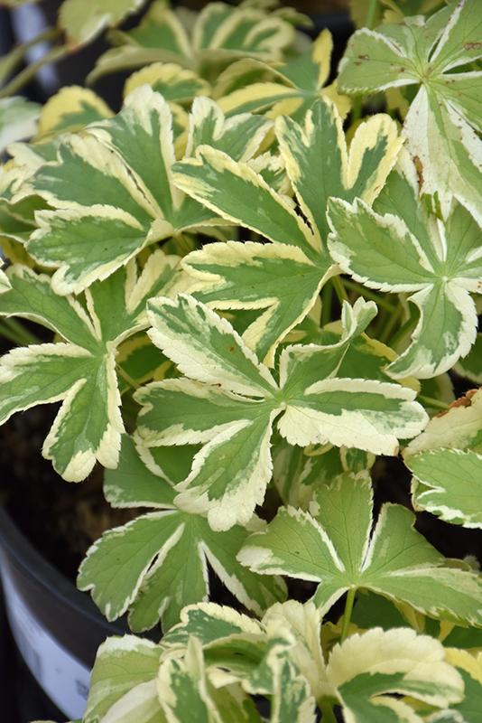 Vanilla Gorilla Variegated Masterwort foliage