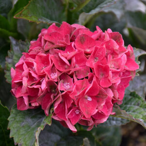 Magical® Crimson Hydrangea flowers