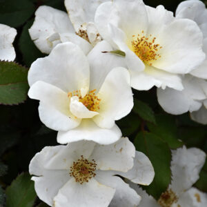 White Knock Out&reg; Rose flowers