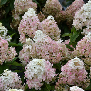 Quick Fire Fab&reg; Hydrangea flowers