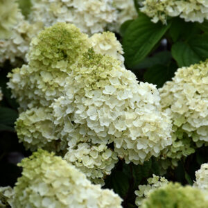 Little Hottie&reg; Hydrangea flowers
