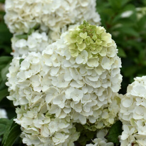 Moonrock™ Hydrangea flowers