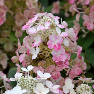 Torch&trade; Hydrangea flowers