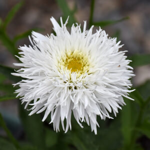 Sante Shasta Daisy flowers