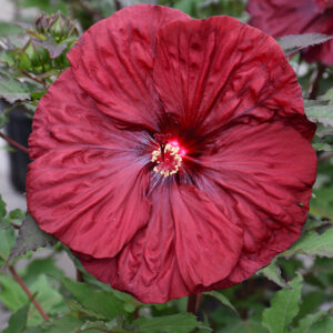 Blackberry Merlot Hibiscus flowers
