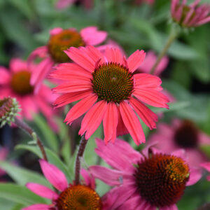 Glowing Dream&trade; Coneflower flowers