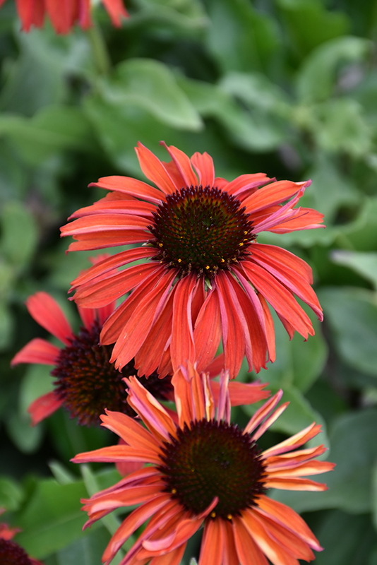Firebird Coneflower flowers