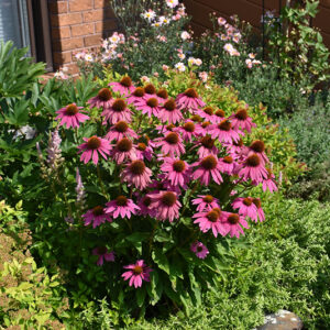 PowWow Wild Berry Coneflower in bloom