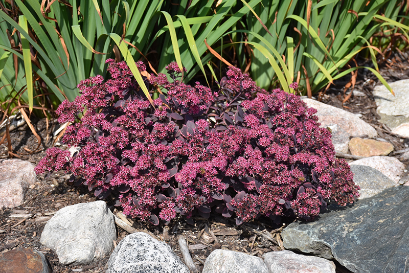 Dream Dazzler Stonecrop in bloom