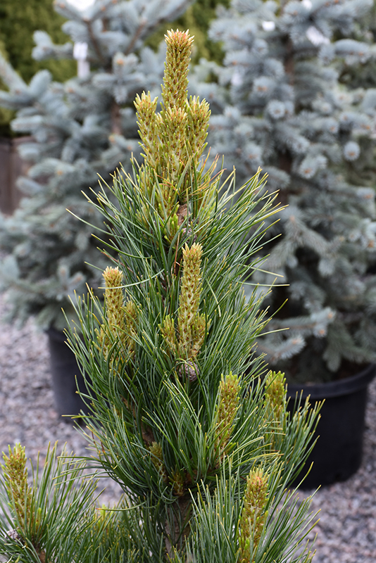 Prairie Statesman Swiss Stone Pine foliage