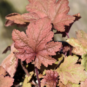 Autumn Leaves Coral Bells foliage