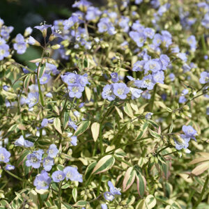Stairway To Heaven Jacob's Ladder flowers
