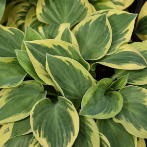 Bedazzled Hosta foliage
