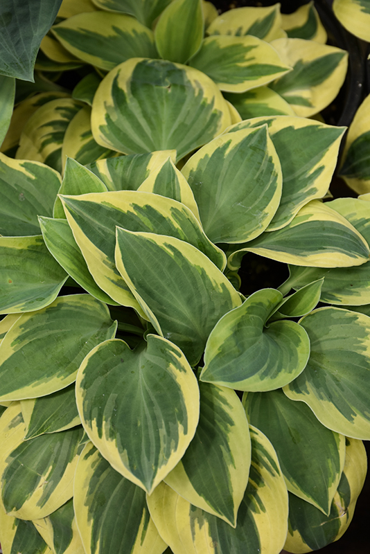 Bedazzled Hosta foliage