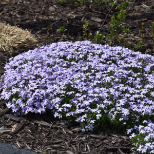 Spring Blue Moss Phlox in bloom