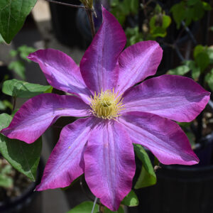 Pink Champagne Clematis flowers