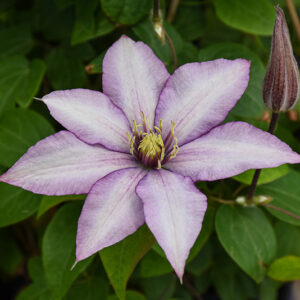 Samaritan Jo Clematis flowers