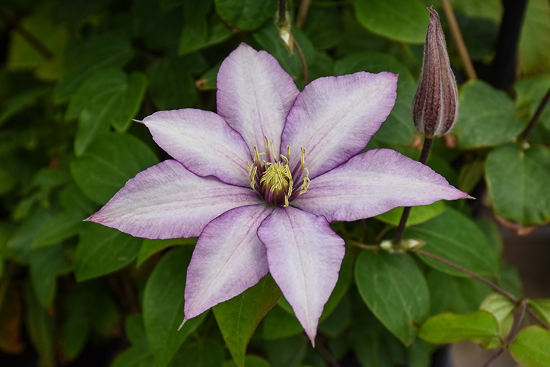 Samaritan Jo Clematis flowers