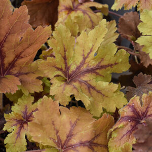 Copper King Foamy Bells foliage