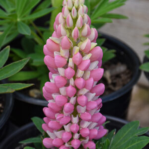 Mini Gallery&trade; Pink Bicolor Lupine flowers
