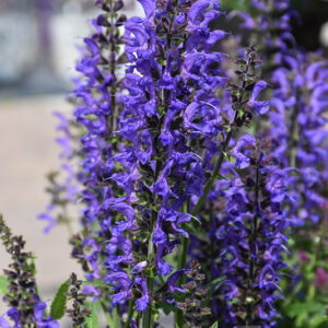 Color Spires&reg; Indiglo Girl Sage flowers
