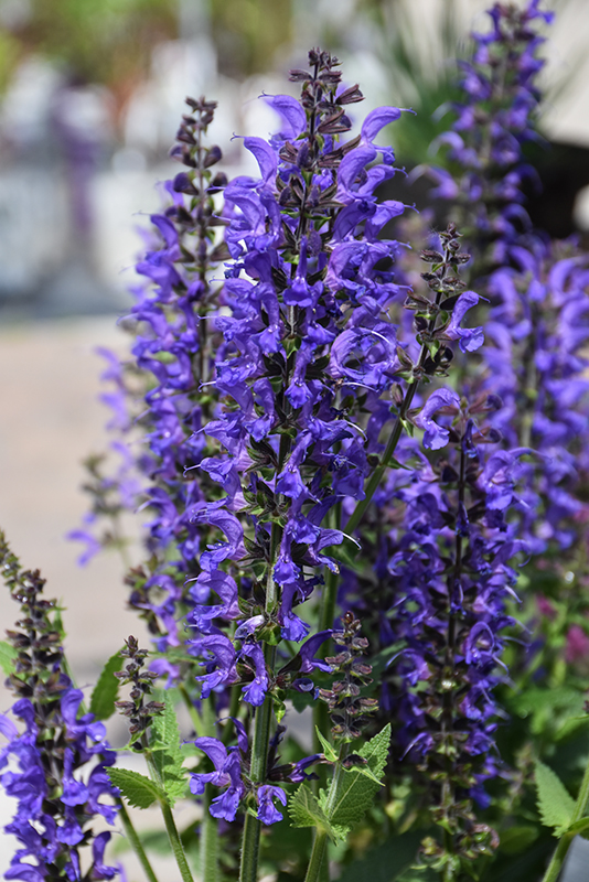 Color Spires® Indiglo Girl Sage flowers