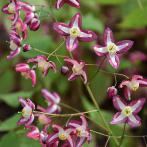 Bishop's Hat flowers