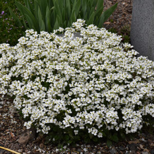 Little Treasure&trade; White Wall Cress in bloom