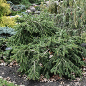 Formanek Norway Spruce