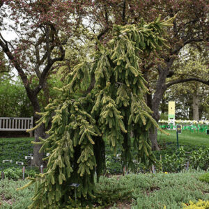 Gold Drift Norway Spruce