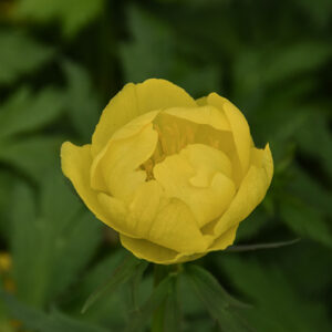 Lemon Queen Globeflower flowers
