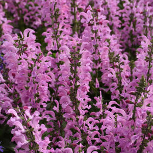 Fashionista&reg; Moulin Rouge Sage flowers