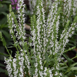 Sensation&trade; White Meadow Sage flowers