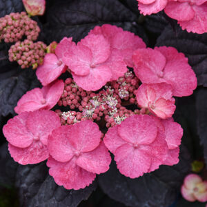 Pink Dynamo&trade; Hydrangea flowers