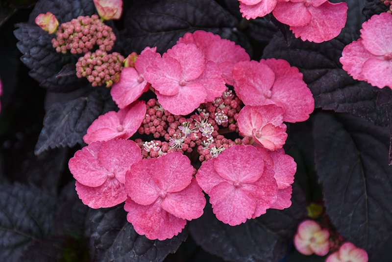 Pink Dynamo™ Hydrangea flowers