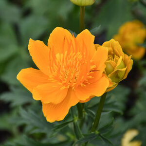 Golden Queen Globeflower flowers